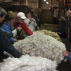 Feeling the fleece