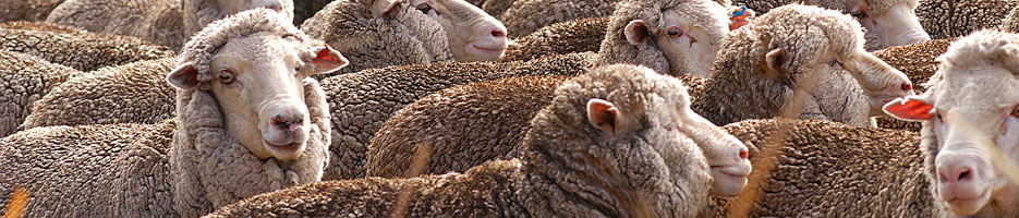 A flock of sheep.