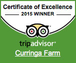 tripadvisor